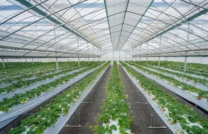 产品河南凤彩农业是一家以草莓脱毒种苗繁育,立体无土栽培技术推广